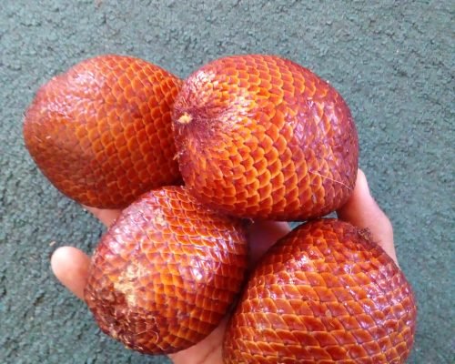 Snake fruit - Fresh Tropical Fruit Supplier