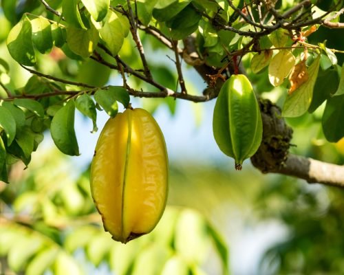 Starfruit - Fresh Tropical Fruit Supplier