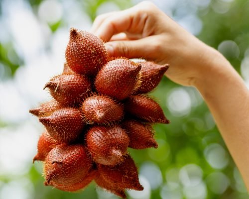 Closeup of female hand with Salak or snake fruit