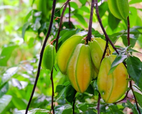 Starfruit - Fresh Tropical Fruit Supplier