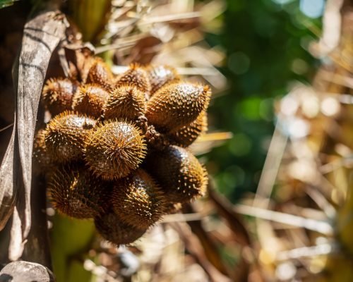 Snake fruit - Fresh Tropical Fruit Supplier