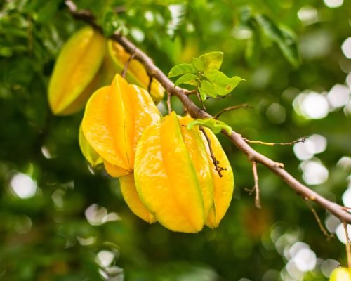 Starfruit - Fresh Tropical Fruit Supplier